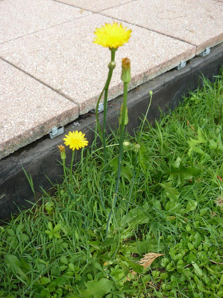 composita fiore giallo: Hypochoeris radicata